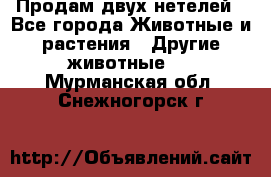 Продам двух нетелей - Все города Животные и растения » Другие животные   . Мурманская обл.,Снежногорск г.